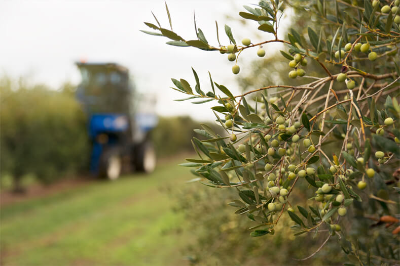 camp oliveres arbeca oli oliva premium dauliba