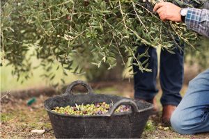 Comprar oli oliva verge extra premium Dauliba Arbequina Lleida