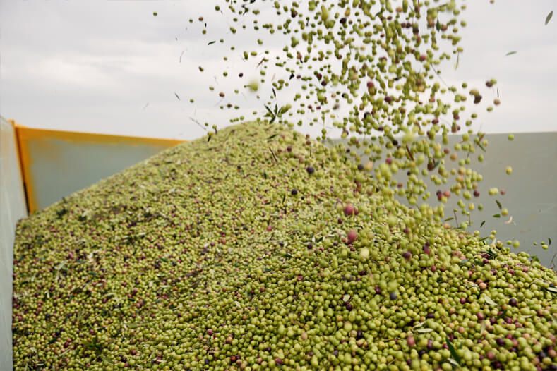 cosecha olivas arbequinas lleida aceite premium dauliba