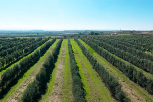 Camp oliveres Arbeca Dauliba