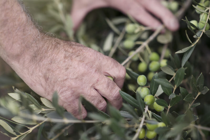 Collita tradicional olives arbequines